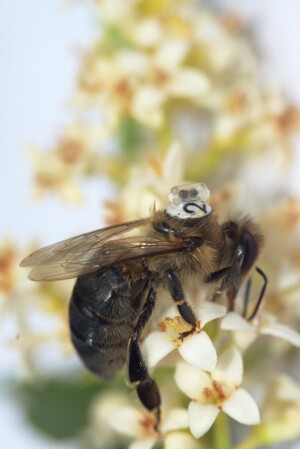 Winziges-Magnet-Pendel-verfolgt-Bienenflug