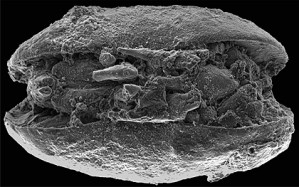 Kleiner als einen Millimeter sind die antarktischen Ostrakoden. Sie sind die einzigen bislang bekannten Fossilien dieser Art aus der Antarktis. 