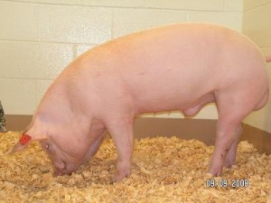 Schwein mit der Erbkrankheit Mukoviszidose