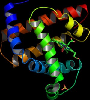 Modell der räumlichen Struktur eines Proteins (Myoglobin)