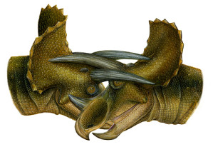 Rekontruktion eines Horn-Kampfes von Triceratops