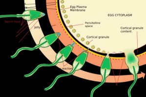 Ein Spermium durchdringt die Eihülle (Schemazeichnung)