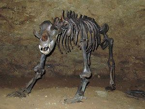 Rekonstruiertes Höhlenbär-Skelett in der Teufelshöhle bei Pottenstein
