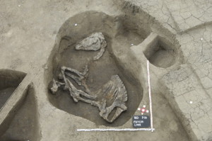 Skelett einer im Hyskos-Palast bestatteten Pferdestute