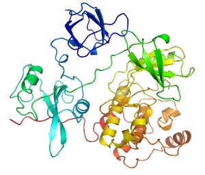 Molekülmodell der Kristallstruktur der Tyrosinkinase c-Src 