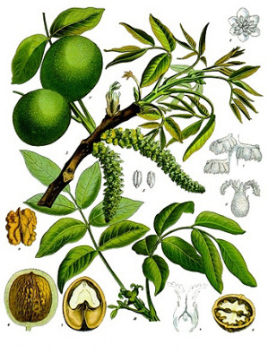 Die Frucht des Walnussbaums ist außergewöhnlich reichhaltig an qualitativ hochwertigen Antioxidantien