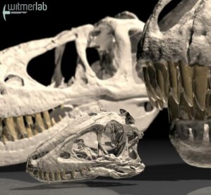 Schädel eines etwa 2 bis 3 Jahre jungen Tarbosaurus -  links im Hintergrund der eines jugendlichen Artgenossen, rechts der eines erwachsenen