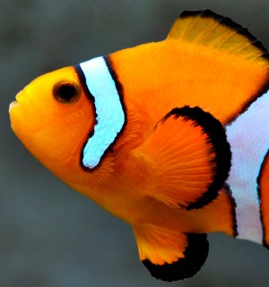 Oranger Clownfisch