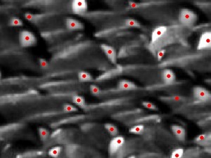 Die hellen Seitenflecken am Kopf der Tiere (rot markiert) liefern dem Bildverarbeitungs-Algorithmus die Daten für die Bewegungsprofile der einzelnen Pinguine.