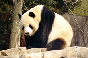 Männlicher Großer Panda (