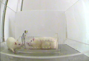 In Anwesenheit eines gefangenen Käfiggenossen taten Ratten ihr Möglichstes, die andere Ratte zu befreien.