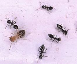 Crematogaster striatula-Ameisen nähern sich einer bereits gelähmten Termite.