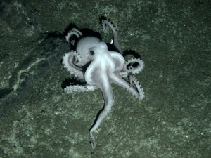 Bisher nicht identifizierter weißer Oktopus nahe heißer Quellen in der Antarktis