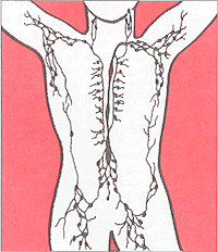 Das Lymphsystem besteht aus Lymphbahnen und Lymphknoten.