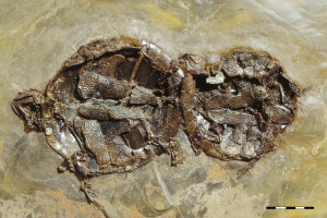 Fossile Schildkröten im Paarungsakt