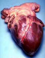 Menschliches Herz