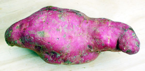 Süßkartoffel der Art Ipomoea batatas