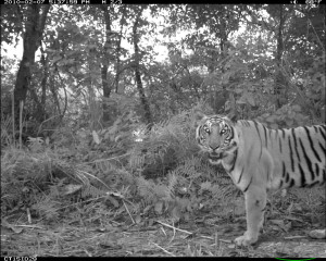 Nachts in die Kamerafalle getappt: Tiger im Chitwan-Nationalpark