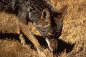 Der Kojote (Canis latrans) gehört zur Familie der Hunde (Canidae).