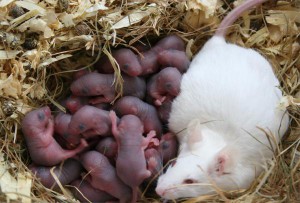 Mäusebabys benötigen mütterliche Duftstoffe, um Milch saugen zu können.