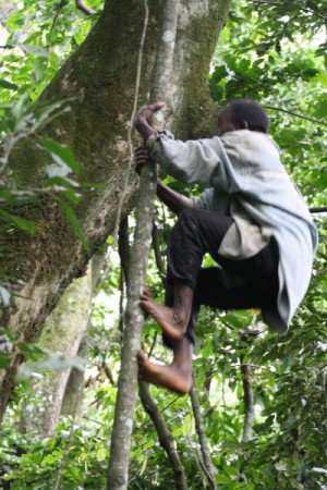 Die Twa in Uganda klettern auf der Suche nach Honig regelmäßig auf Bäume.