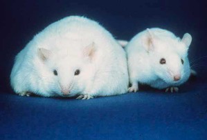 Dickleibigkeit bei Mäusen hängt von den Genen ab