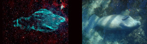 Der Supernova-Überrest W50 wurde nach den neuesten Messungen in „Seekuh-Nebel“ umbenannt. Rechts: Eine ruhende Florida-Seekuh in Three Sisters Springs in Crystal River, Florida.