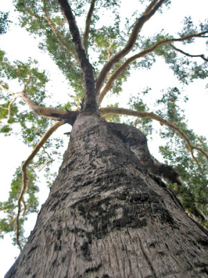 Sehr hohe Bäume können sich weder mit sehr kleinen noch mit sehr großen Blättern ausreichend versorgen.