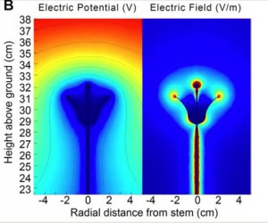 Modell des elektrostatischen Feldes rund um eine 30cm hohe Blume in einem typischen atmosphärischen Feld von 100 V/m, geerdet im Boden. Links das elektrische Potential in Abhängigkeit von Höhe und Abstand zum Stängel, rechts das elektrische Feld.