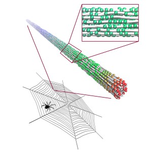 Feinstruktur von Spinnenfäden: Die unterschiedliche Dicke des Fibrillen-Durchmessers ist hier kugelförmig dargestellt.