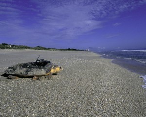 Meeresschildkröte läuft mit Paddelbeinen über einen Strand