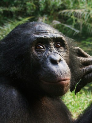 Einer der Probanden: Bonobo aus dem Lola ya Bonobo Sanctuary in Kinshasa, in der Demokratischen Republik Kongo