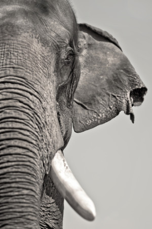 Der Asiatische Elefant hat deutlich kleinere Ohren als der Afrikanische. 
