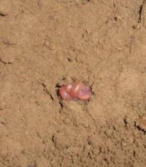 Ausgegraben: Ein Regenwurm im Sommerschlaf
