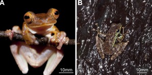 (A) R. pardalis, ein Flugfrosch aus der Familie der Ruderfrösche und (B) S. guttatus, der Schwarzgepunktete Winkerfrosch in ihren natürlichen Lebensräumen