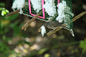 Darwinfink sammelt Baumwolle aus einem der von den Biologen aufgestellten Spender