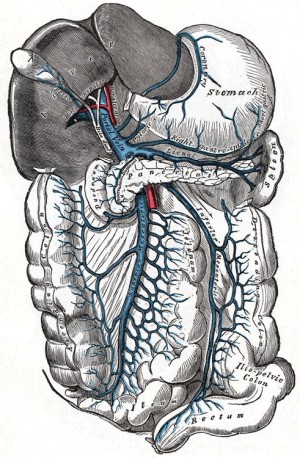 Bakterien, die aus dem Darm (unten) in das Blut gelangt sind, gelangen über die Pfortader (oben, blau) in die Leber (links oben), wo sie von Fresszellen eliminiert werden (Abbildung aus: Gray's Anatomy of the Human Body, 1918)