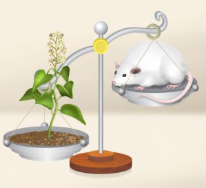 Celastrol, ein Wirkstoff aus Wilfords Dreiflügelfrucht (Tripterygium wilfordii), macht fette Mäuse schlank.