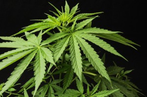 Die Hanfpflanze (Cannabis) enthält auch Wirkstoffe gegen Wurmparasiten.