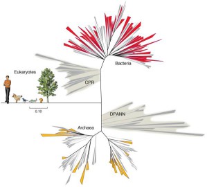 Die Grafik zeigt die Position der neu entdeckten Gruppe von Bakterien (als CPR bezeichnet) im Stammbaum des Lebens. Eine erst kürzlich identifizierte Gruppe von Archaeen (DPANN) ist ebenfalls bereits dargestellt.