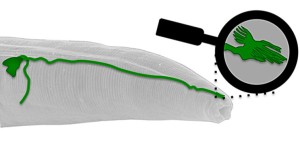 Der Ausläufer des AFD-Neurons am Kopfende des Wurms C. elegans endet in einer Struktur, die einer Fernsehantenne ähnelt.