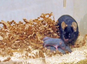 Die Gehirnentwicklung neugeborener Mäuse hängt auch von einem Pheromon ab, das der Vater vor der Begattung freigesetzt hat.