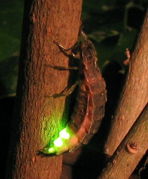 Die Weibchen des Großen Leuchtkäfers (Lampyris noctiluca) erzeugen grünes Licht in Leuchtorganen ihres Hinterleibs.