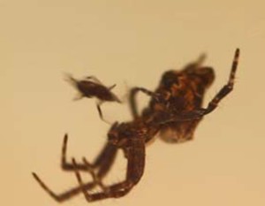 Kurz nach Beginn der Kopulation, beginnt das Weibchen der Opuntienspinne (Cyrtophora citricola) das winzige Männchen aufzufressen.