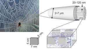 Nanostrukturen in Spinnenseide sind für ein ungewöhnliches akustisches Verhalten verantwortlich.