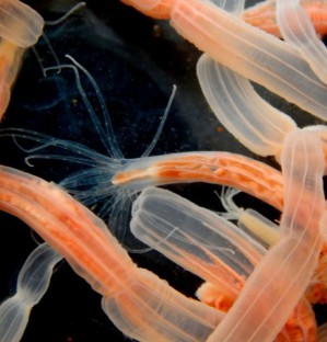 Seeanemonen nehmen Beutetiere mit Hilfe von Haarzellen wahr.