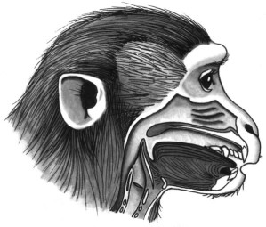 Rachen-, Mund- und Nasenraum zählen zum Vokaltrakt von Affen und Menschen.