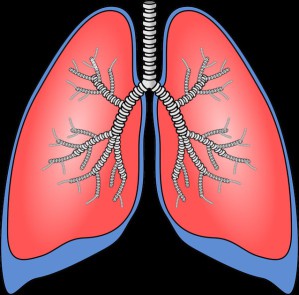 Die Lunge ist kein keimfreies Organ.