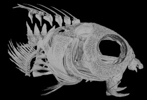 Schädel des giftigen Dreistreifen-Säbelzahnschleimfischs (Meiacanthus grammistes) - rechts unten sind die auffälligen Giftzähne des Unterkiefers zu erkennen