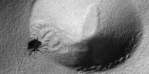 Fangtrichter eines Ameisenlöwens im sandigen Boden: Eine Feuerwanze ist schwer genug, um dem gefährlich rutschenden Hang entkommen zu können.